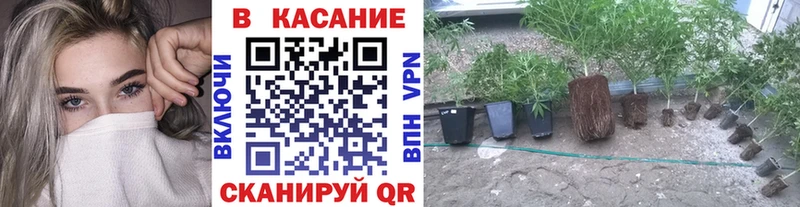 Купить наркоту Шатура АМФЕТАМИН  Псилоцибиновые грибы  Конопля  МДМА  Cocaine  СОЛЬ  ГАШИШ 
