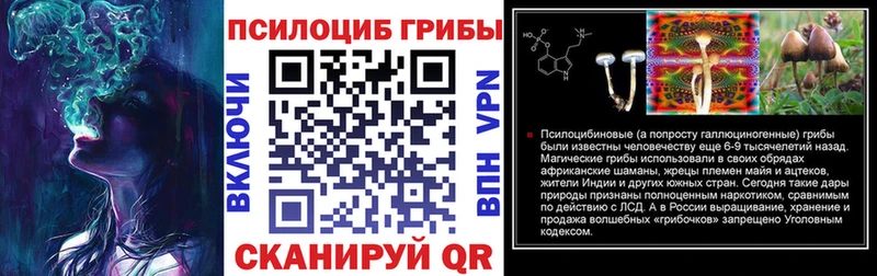 купить наркоту  Шатура  Псилоцибиновые грибы Psilocybe 